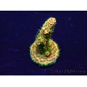 WYSIWYG Acropora Maricoltura acclimatata a LED
