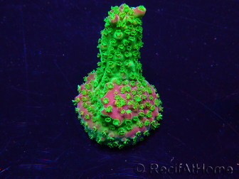 WYSIWYG Acropora Maricoltura acclimatata a LED