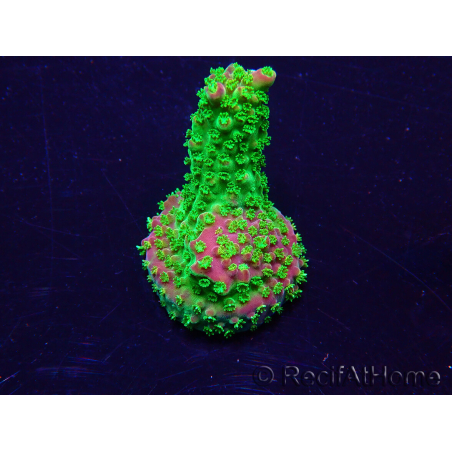 WYSIWYG Acropora Maricultuur geacclimatiseerd LED