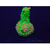 WYSIWYG Acropora Mariculture acclimated LED