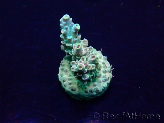 WYSIWYG Acropora Mariculture acclimated LED
