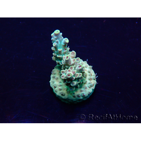 WYSIWYG Acropora Maricultuur geacclimatiseerd LED