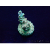 WYSIWYG Acropora Maricultura aclimatada LED