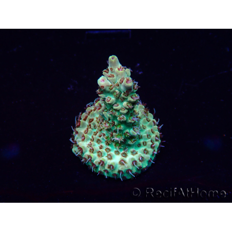 WYSIWYG Acropora Maricoltura acclimatata a LED