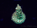 WYSIWYG Acropora Mariculture acclimated LED