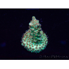 WYSIWYG Acropora Maricultuur geacclimatiseerd LED