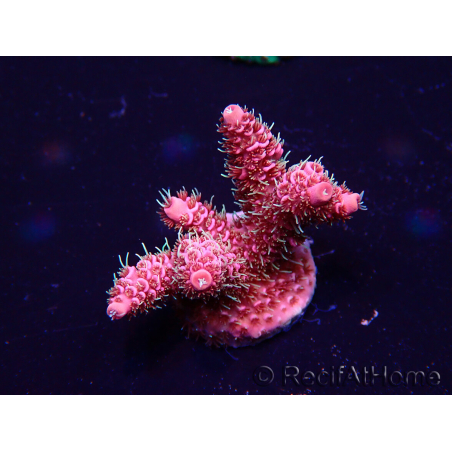 WYSIWYG Acropora Maricultuur geacclimatiseerd LED
