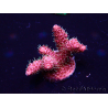 WYSIWYG Acropora Maricultuur geacclimatiseerd LED