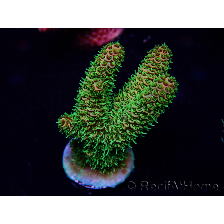 WYSIWYG Acropora 15T10 Mariculture acclimaté led