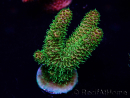 WYSIWYG Acropora Mariculture acclimated LED