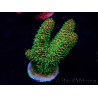 WYSIWYG Acropora Maricoltura acclimatata a LED
