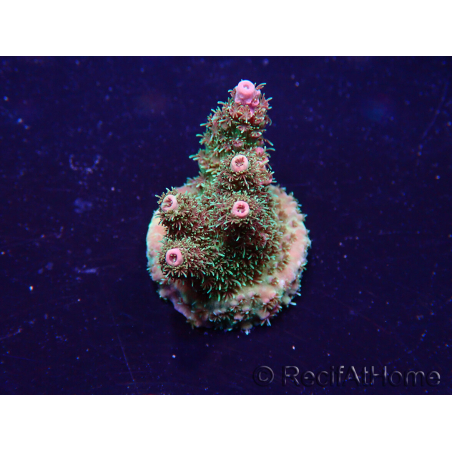 WYSIWYG Acropora 15T11 Mariculture acclimaté led