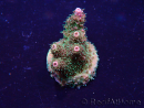 WYSIWYG Acropora Maricoltura acclimatata a LED