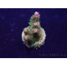 WYSIWYG Acropora Maricultuur geacclimatiseerd LED