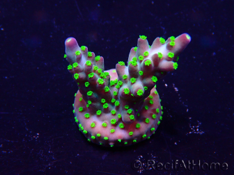 WYSIWYG Acropora Mariculture acclimated LED