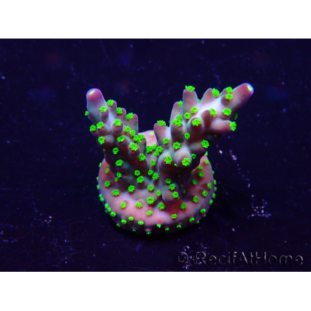 WYSIWYG Acropora Marikultur akklimatisiert LED