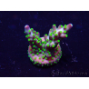 WYSIWYG Acropora Mariculture acclimated LED