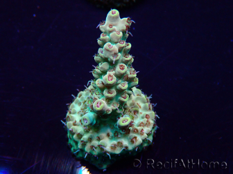 WYSIWYG Acropora Maricultuur geacclimatiseerd LED