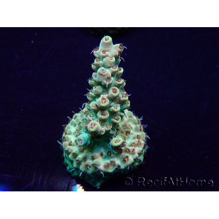 WYSIWYG Acropora Maricultuur geacclimatiseerd LED