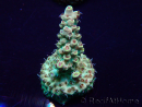 WYSIWYG Acropora Maricultuur geacclimatiseerd LED