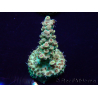 WYSIWYG Acropora Marikultur akklimatisiert LED
