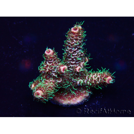 WYSIWYG Acropora 15U6 Mariculture acclimaté led
