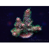 WYSIWYG Acropora Mariculture acclimated LED