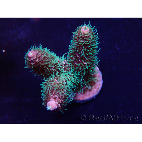 WYSIWYG Acropora 15U7 Mariculture acclimaté led