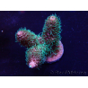WYSIWYG Acropora Maricultura aclimatada LED