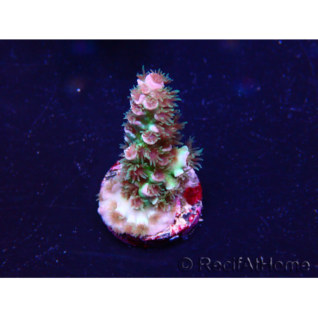 WYSIWYG Acropora Maricoltura acclimatata a LED
