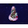 WYSIWYG Acropora Maricultura aclimatada LED