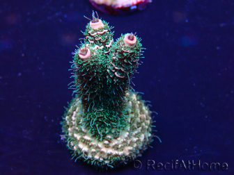 WYSIWYG Acropora Mariculture acclimated LED