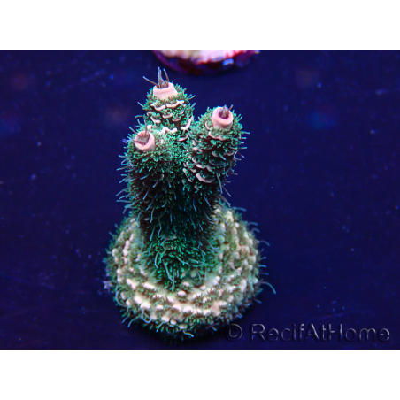 WYSIWYG Acropora Maricultuur geacclimatiseerd LED