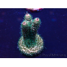 WYSIWYG Acropora Maricultuur geacclimatiseerd LED