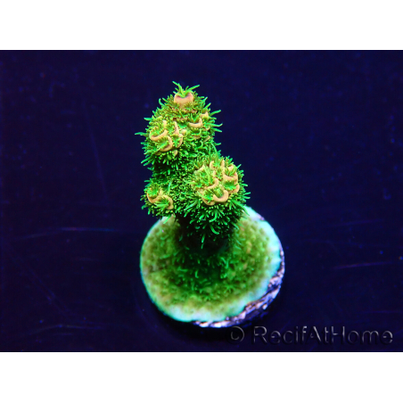 WYSIWYG Acropora Maricoltura acclimatata a LED