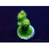 WYSIWYG Acropora Mariculture acclimated LED