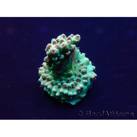 WYSIWYG Acropora Maricoltura acclimatata a LED
