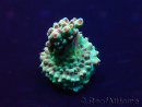 WYSIWYG Acropora Maricoltura acclimatata a LED