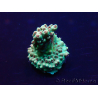 WYSIWYG Acropora Maricultura aclimatada LED