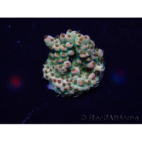 WYSIWYG Acropora Marikultur akklimatisiert LED