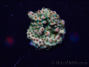 WYSIWYG Acropora Marikultur akklimatisiert LED
