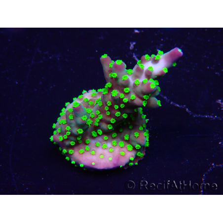 WYSIWYG Acropora Maricultura aclimatada LED