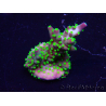 WYSIWYG Acropora Maricultura aclimatada LED
