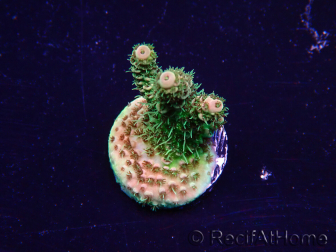 WYSIWYG Acropora Maricoltura acclimatata a LED