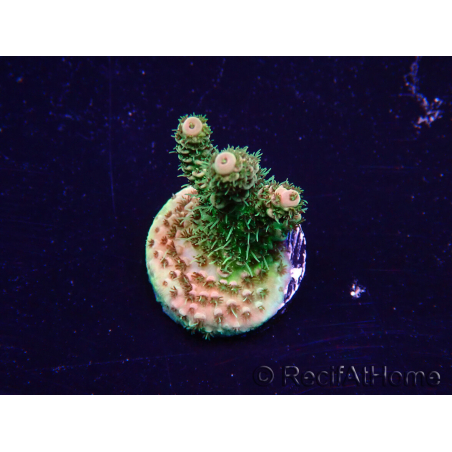 WYSIWYG Acropora Maricultuur geacclimatiseerd LED