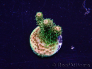 WYSIWYG Acropora Maricoltura acclimatata a LED