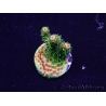 WYSIWYG Acropora Maricultuur geacclimatiseerd LED