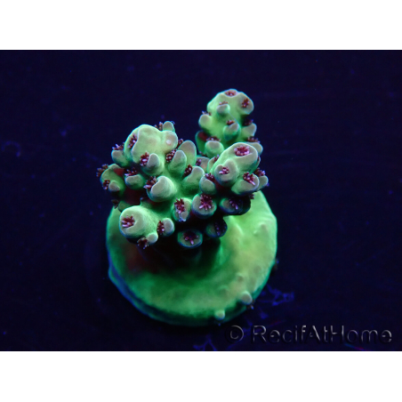 WYSIWYG Acropora Marikultur akklimatisiert LED