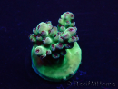 WYSIWYG Acropora 15V11 Mariculture acclimaté led