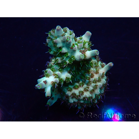 WYSIWYG Acropora Maricultuur geacclimatiseerd LED
